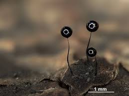 Attēlu rezultāti vaicājumam “Comatricha laxa macro”