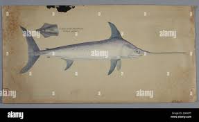 Image result for Xiphias gladius