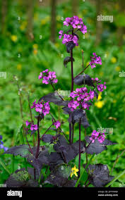Attēlu rezultāti vaicājumam “Lunaria annua leaf”