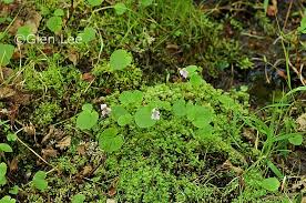 Attēlu rezultāti vaicājumam “Viola palustris”