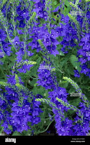 Attēlu rezultāti vaicājumam “Veronica austriaca subsp. teucrium”