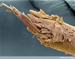 Image result for human hair microscope image