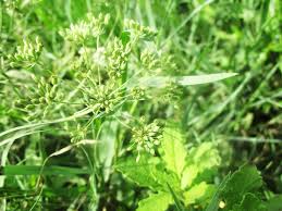 Attēlu rezultāti vaicājumam “Heracleum sosnowskyi fruit”