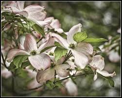 Image result for epl1 20mm night site:flickr.com