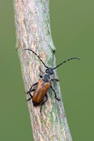 Attēlu rezultāti vaicājumam “Paracorymbia maculicornis”