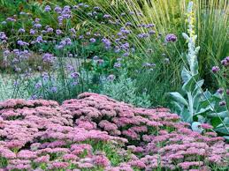 Attēlu rezultāti vaicājumam “Hylotelephium telephium flower”