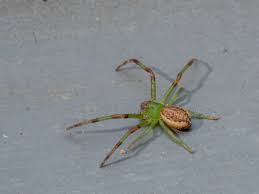 Attēlu rezultāti vaicājumam “Thomisidae”