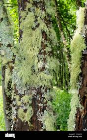 Attēlu rezultāti vaicājumam “Usnea filipendula”