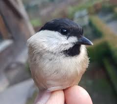 Attēlu rezultāti vaicājumam “Poecile montanus”