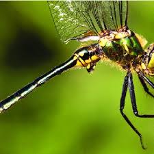 Attēlu rezultāti vaicājumam “Somatochlora flavomaculata”