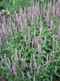 Attēlu rezultāti vaicājumam “Veronica longifolia flower”