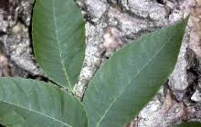 Attēlu rezultāti vaicājumam “Juglans cinerea”