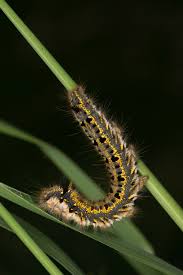 Attēlu rezultāti vaicājumam “Euthrix potatoria”