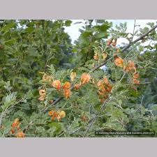 Image result for Colutea x media (arborescens x orientalis)