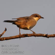 Image result for Sylvia hortensis