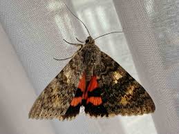 Attēlu rezultāti vaicājumam “Catocala nupta”