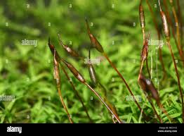 Attēlu rezultāti vaicājumam “Bryoerythrophyllum recurvirostrum”