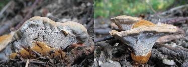 Attēlu rezultāti vaicājumam “Onnia tomentosa”