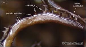 Attēlu rezultāti vaicājumam “Cetraria ericetorum”