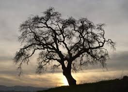 Tree in Silhouette