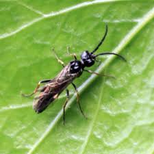 Attēlu rezultāti vaicājumam “Allantus cinctus”