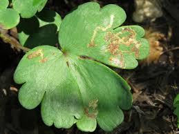 Attēlu rezultāti vaicājumam “Phytomyza minuscula”