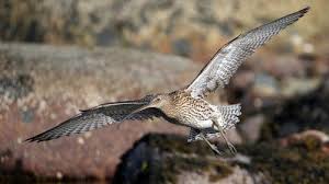 Attēlu rezultāti vaicājumam “Numenius arquata”