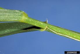 Attēlu rezultāti vaicājumam “Elytrigia repens leaf”