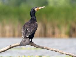 Image result for Phalacrocorax carbo