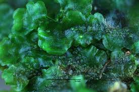 Attēlu rezultāti vaicājumam “Pellia epiphylla sporophyte”