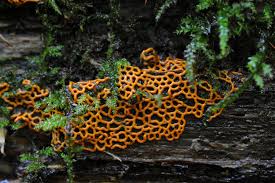 Attēlu rezultāti vaicājumam “Hemitrichia serpula macro”