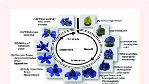 Attēlu rezultāti vaicājumam “Delphinium elatum  bud”