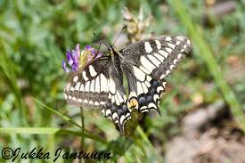 Attēlu rezultāti vaicājumam “Papilio machaon upperside”