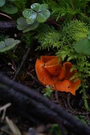 Attēlu rezultāti vaicājumam “Aleuria aurantia”