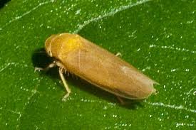 Attēlu rezultāti vaicājumam “Empoasca sp.”