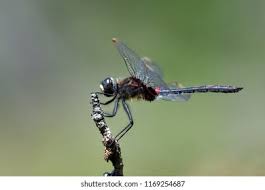 Attēlu rezultāti vaicājumam “Leucorrhinia dubia male”