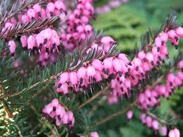Attēlu rezultāti vaicājumam “Erica x darleyensis flower”