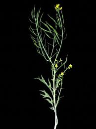 Attēlu rezultāti vaicājumam “Diplotaxis tenuifolia”