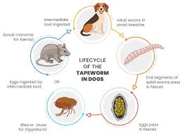 Image result for cestoda excrement dog