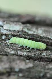 Attēlu rezultāti vaicājumam “Orthosia cerasi”