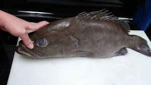 Image result for Hyporthodus niveatus