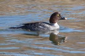 Attēlu rezultāti vaicājumam “Bucephala clangula juvenile”