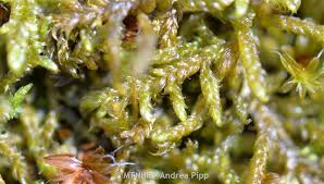 Attēlu rezultāti vaicājumam “Hypnum”