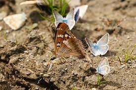 Attēlu rezultāti vaicājumam “Apatura ilia female”