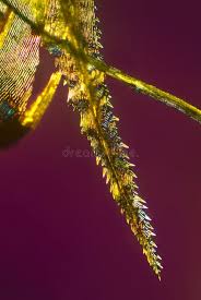 Attēlu rezultāti vaicājumam “Dicranum polysetum”