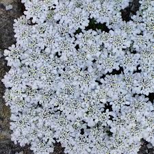 Image result for Schleifenblume