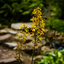 Attēlu rezultāti vaicājumam “Ligularia sibirica flower”