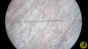 Attēlu rezultāti vaicājumam “Ombrophila violacea”