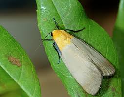 Attēlu rezultāti vaicājumam “Lithosia quadra”