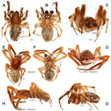 Attēlu rezultāti vaicājumam “Araniella male”